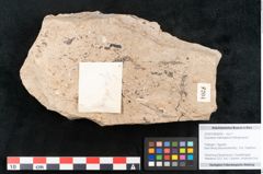 Foto (Objekt + Etikett) von Equisetum haeringianum Ettingshausen (NHMW-GEO-2024-0188-8204)